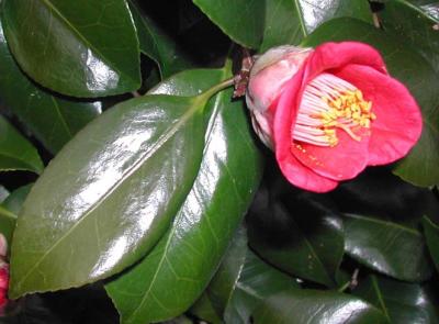 Camellia japonica