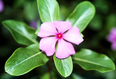 Catharanthus roseus