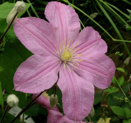 Clematis Comtesse de Bouchard