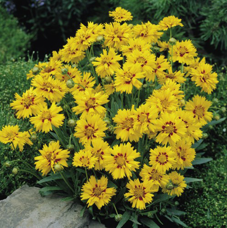 Coreopsis