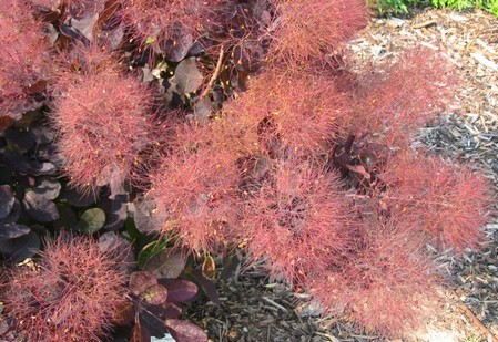 Cotinus_coggygria