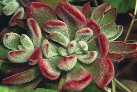 Echeveria pulvinata