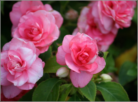 Impatiens-walleriana