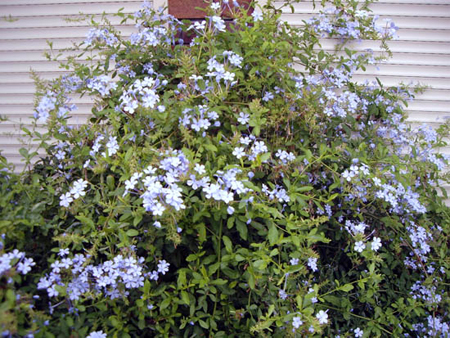 Plumbago