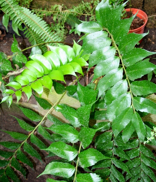 Polystichum falcatum