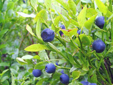 Vaccinium myrtillus