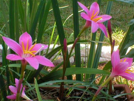 Zephyranthes