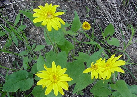 arnica