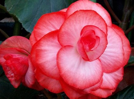 begonia elatior talea