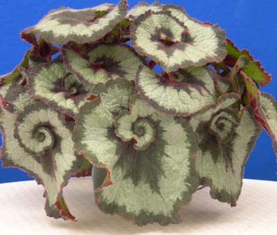 begonia rex moltiplicazione