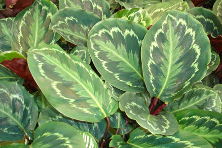 calathea