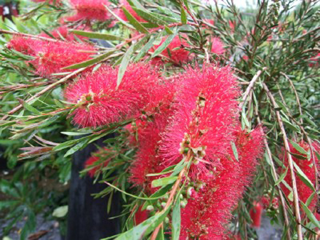 callistemon speciosus