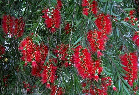 callistemon