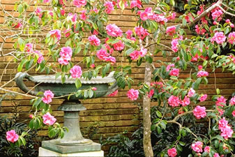 camelia in giardino