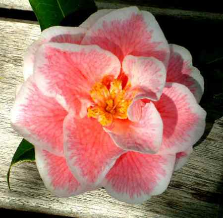 camelia talea