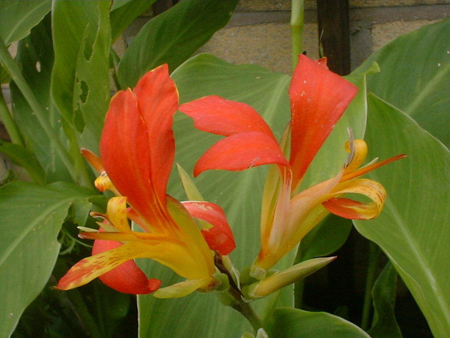 canna indica1