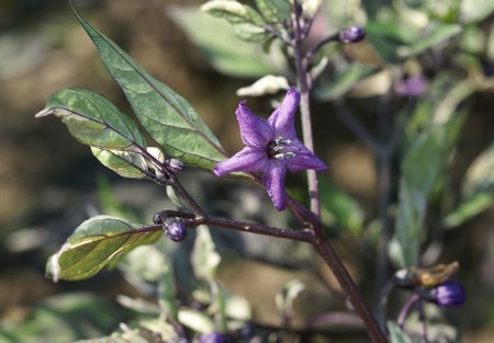 capsicum annuum