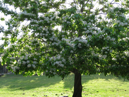 catalpa