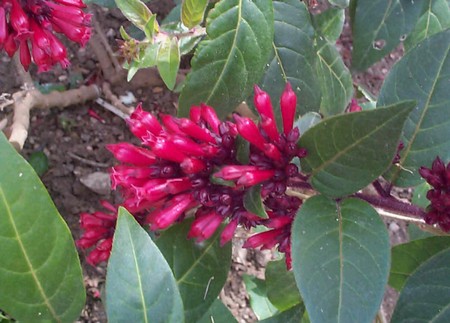 cestrum