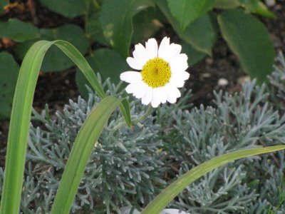 chrysantemum leucantemum