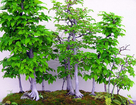 Le cure di luglio per i bonsai