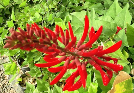 erythrina crista galli