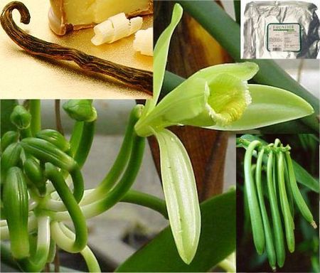 La vaniglia viene estratta dalle orchidee