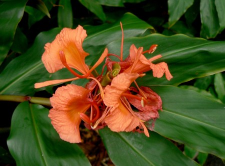 hedychium