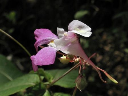 impatiens balfourii