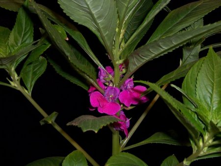 impatiens balsamina