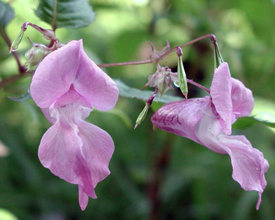 impatiens glandulifera