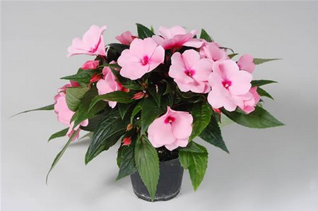 impatiens in vaso