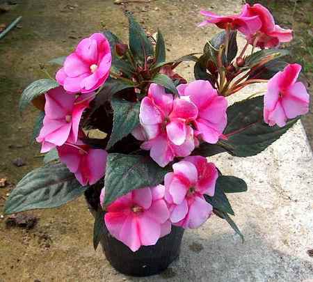 Impatiens petersiana