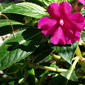 impatiens scelta piante