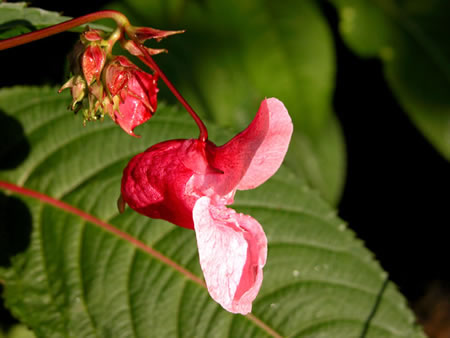 impatiens_glandulifera