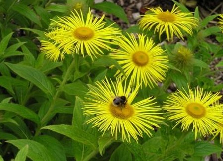 inula