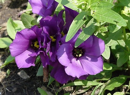 eustoma