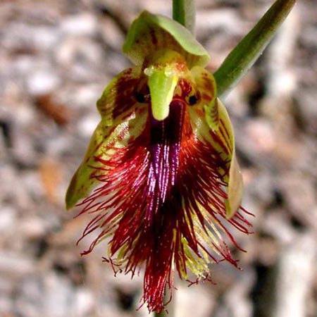 orchidea Calochilus