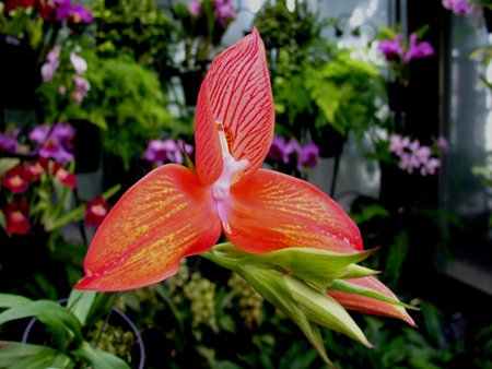 orchidea disa-uniflora