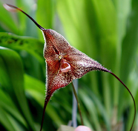 orchidea dracula