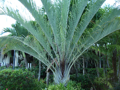 Palme, le specie più diffuse (Parte terza)