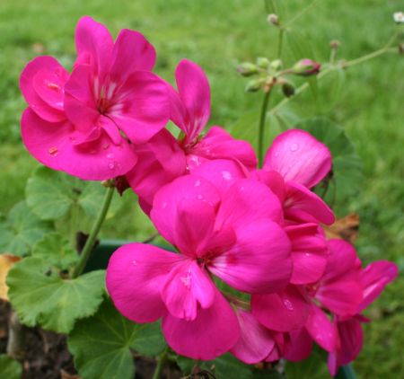 pelargoni odorosi