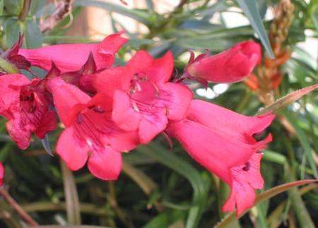 penstemon