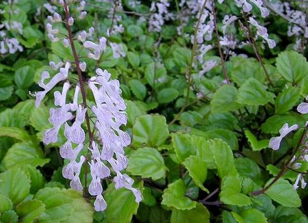 plectranthus