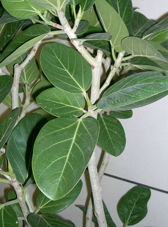 ramificare ficus