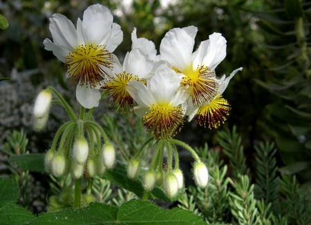 sparmannia