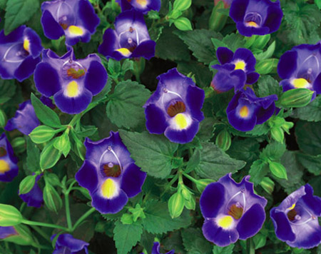 torenia