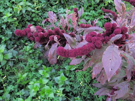 Amaranthus