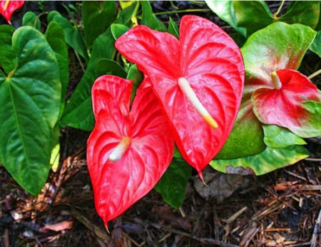 Anthurium