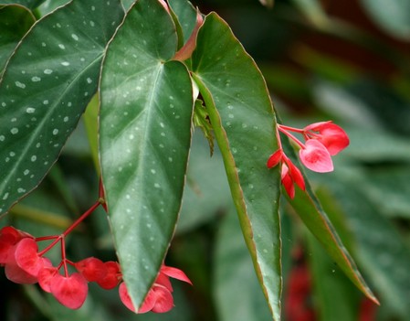 Piante da appartamento: la Begonia tamaya